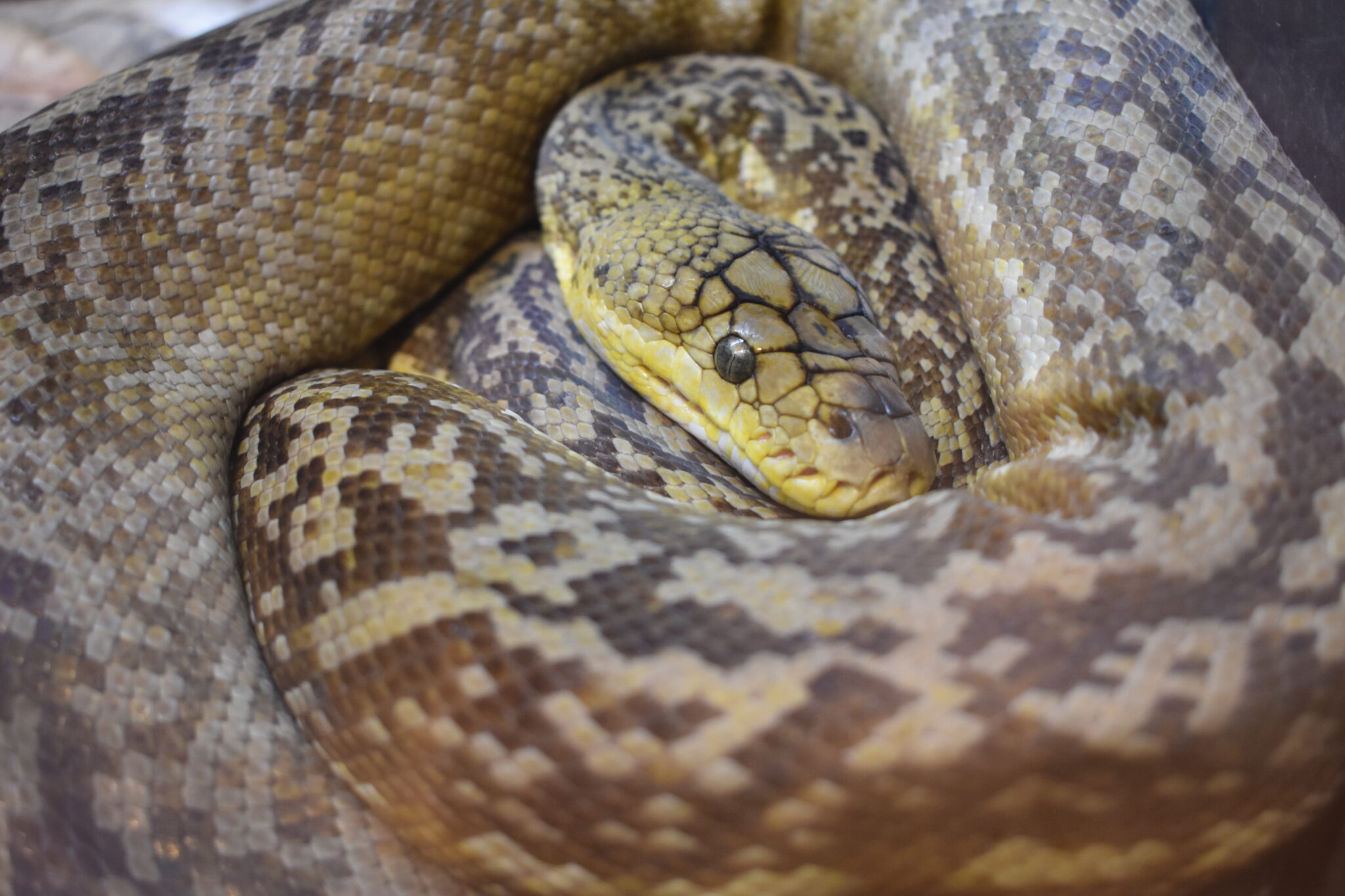 Visit the Virginia Zoo Animals Today!