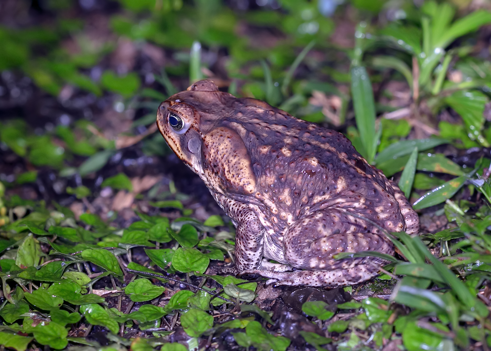 Cane toad Virginia Zoo