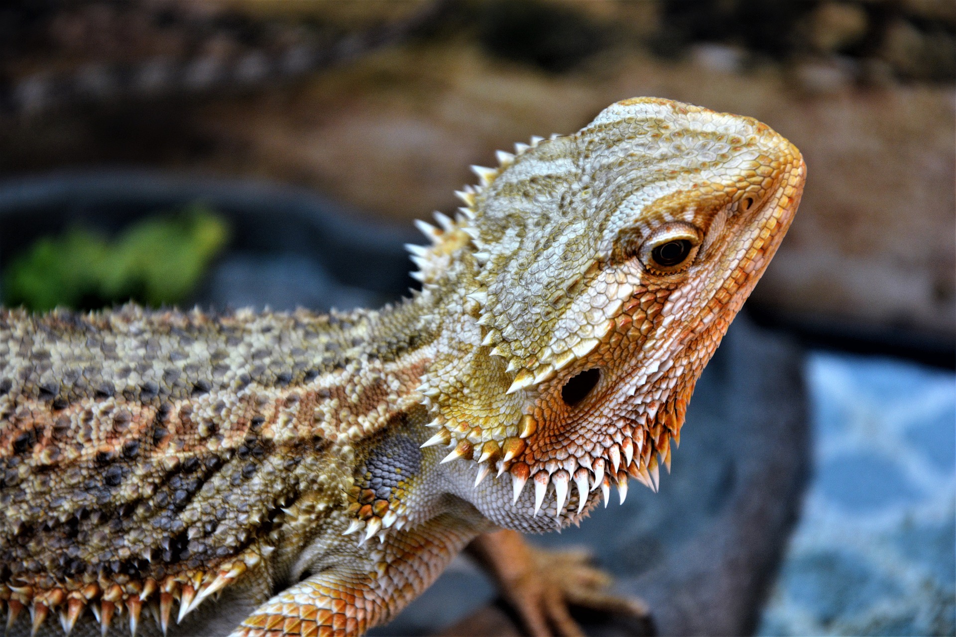 Bearded dragon - Virginia Zoo