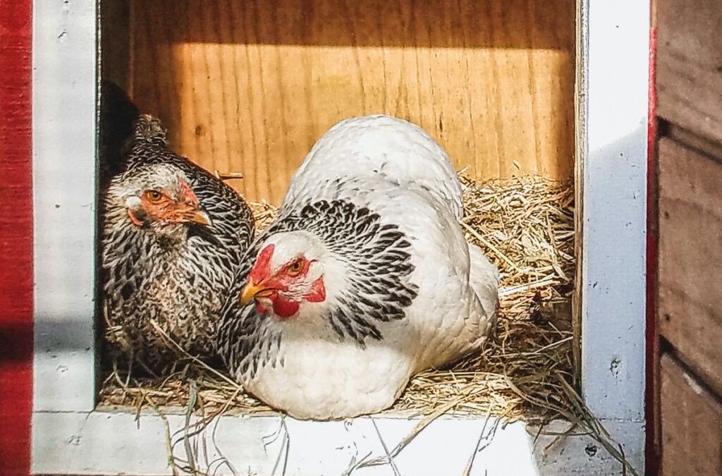 Chickens are roosting at the Virginia Zoo.