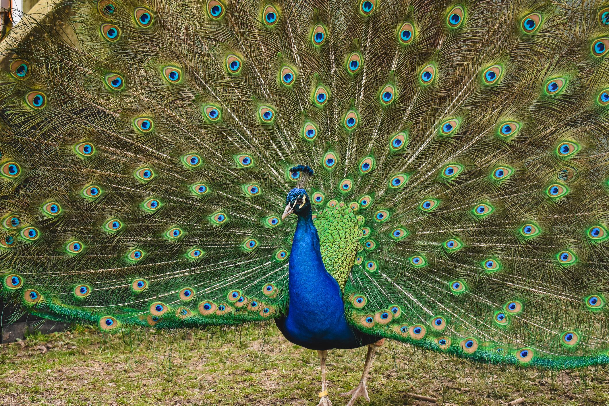 Common Peafowl fanning its feathers at the Virginia Zoo