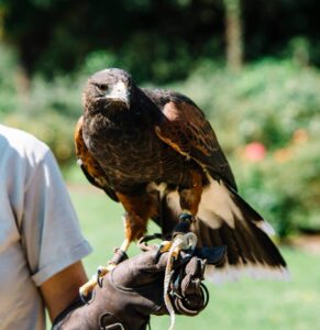 A Red-Tail Hawk perched on a hand at the Virginia Zoo