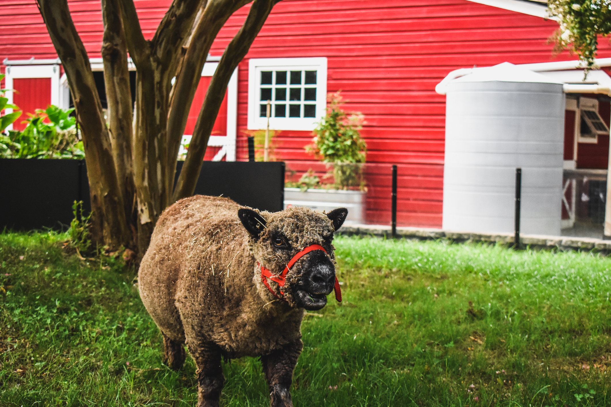 Southdown Babydoll Sheep living on the Farm at the Virginia Zoo