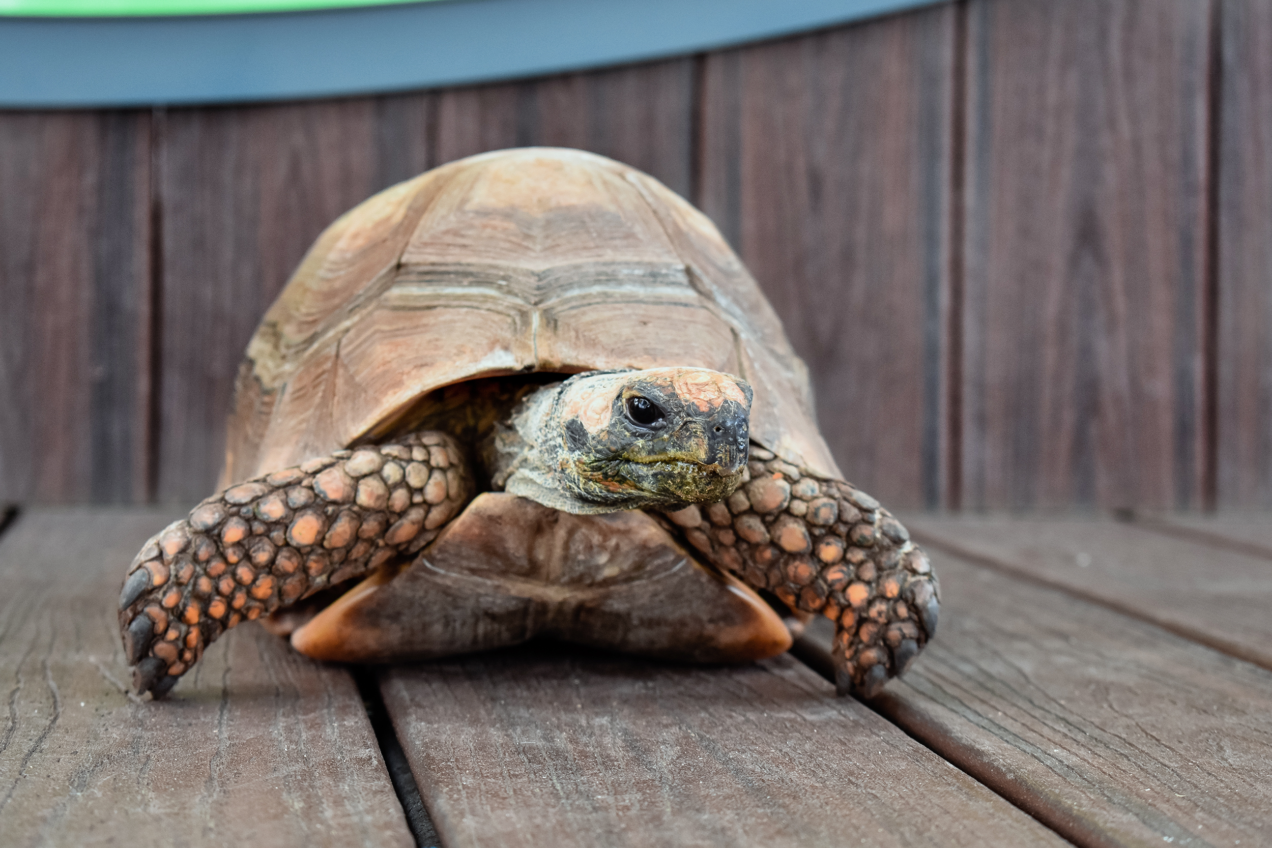 A happy yellow-footed tortoise visiting with guests at the Virginia Zoo