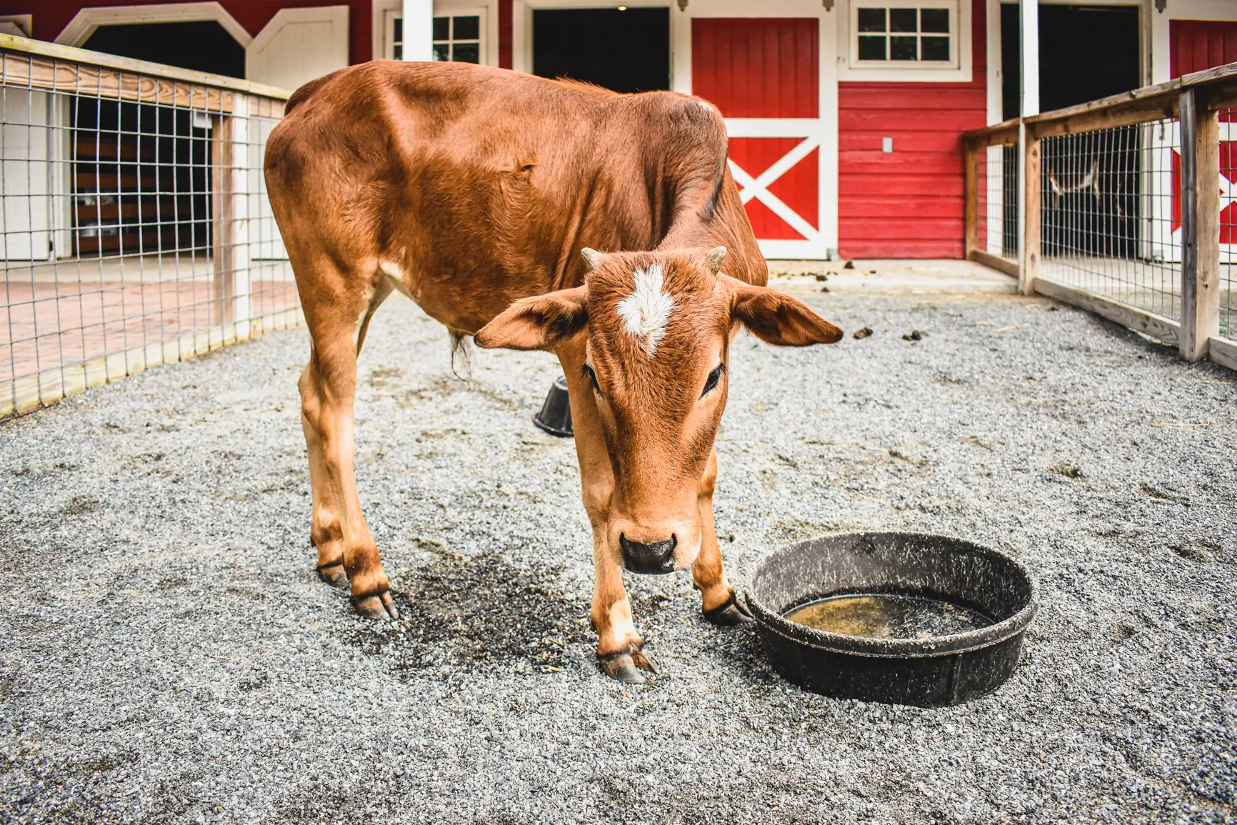 Zebu Cattle on the Zoo Farm