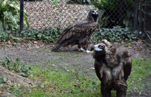 two cinereous vultures stand near each other