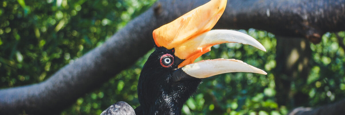 CONSERVATION - Virginia Zoo