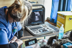 Vet tech looking at ultrasound of a binturong