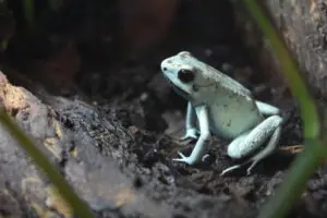 mint phase golden dart frog sitting