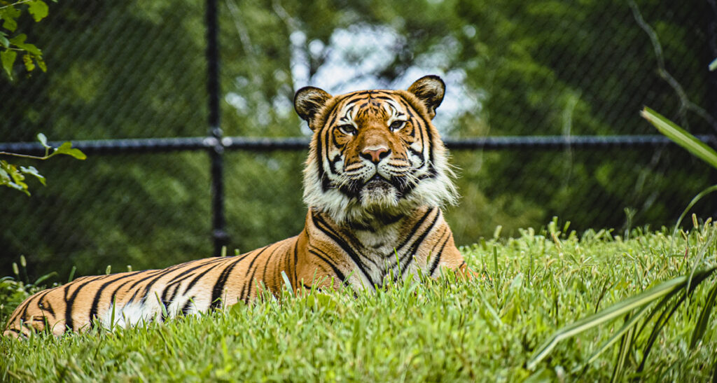 A Malayan tiger lays in the grass at an exhibit at the Zoo