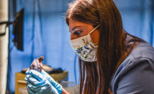 Zoo Veterinarian looks at turtle