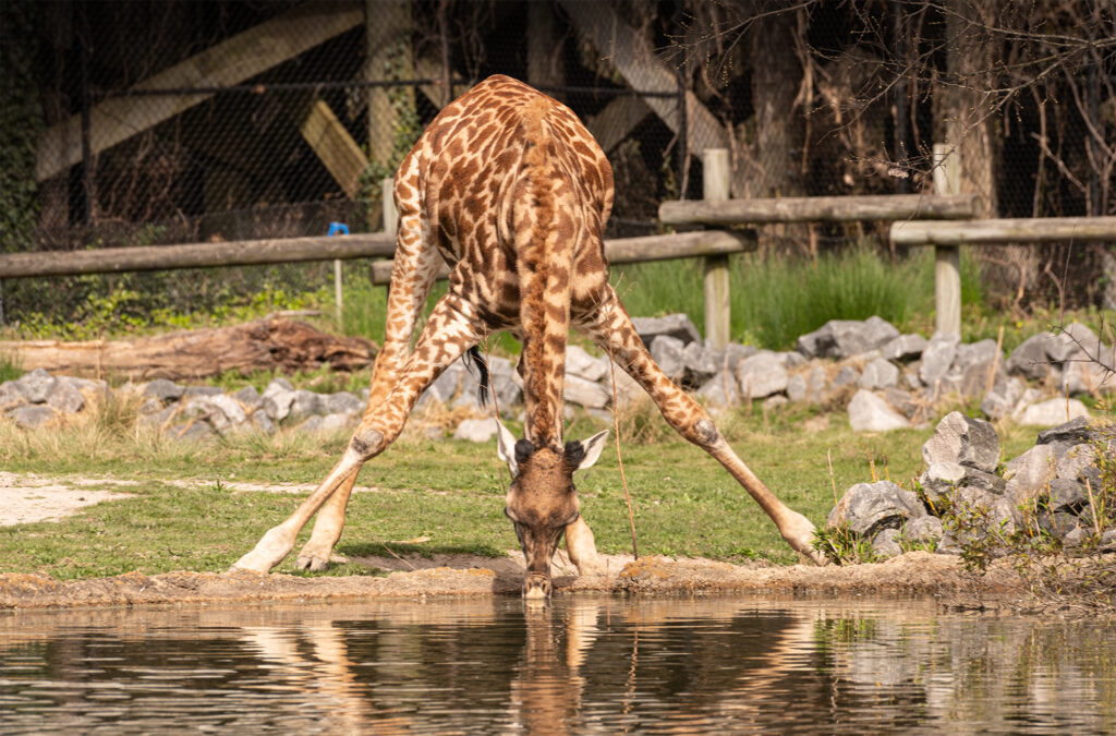 giraffe drinking water