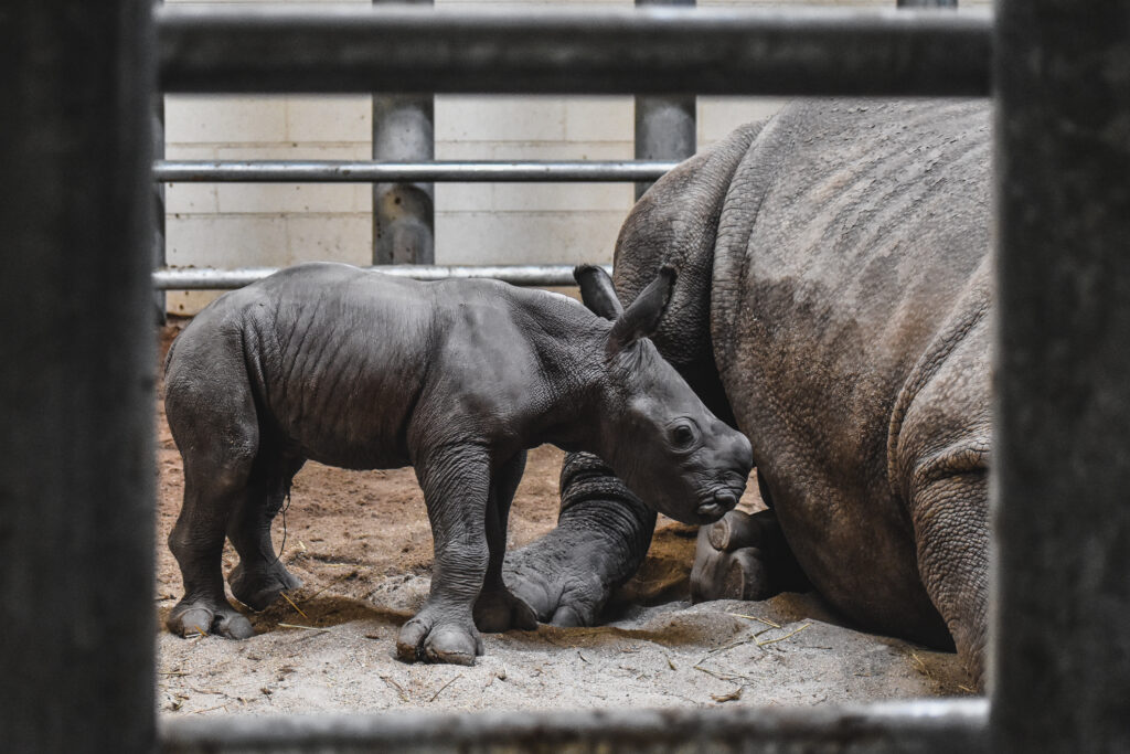 First-Ever White Rhino Calf Born at the Virginia Zoo - Virginia Zoo
