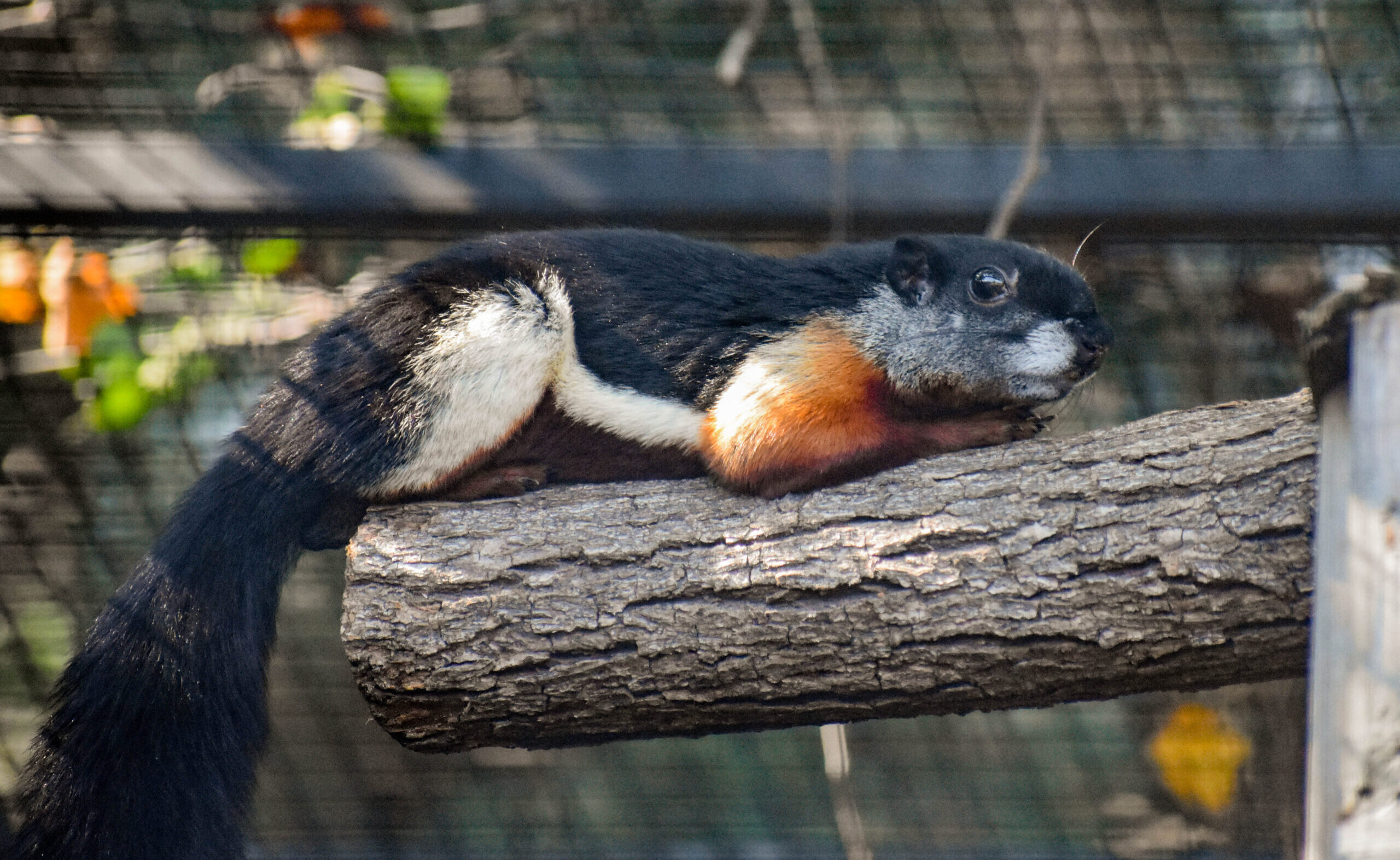 Prevost's Squirrel Virginia Zoo