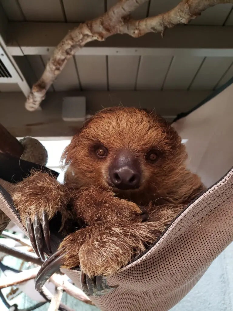 sloth sitting in a hammock