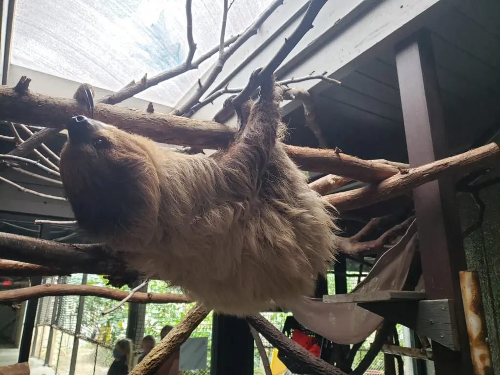 sloth hanging from branch