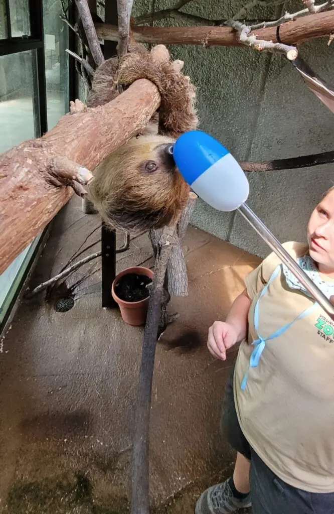 sloth touches target pole with her nose
