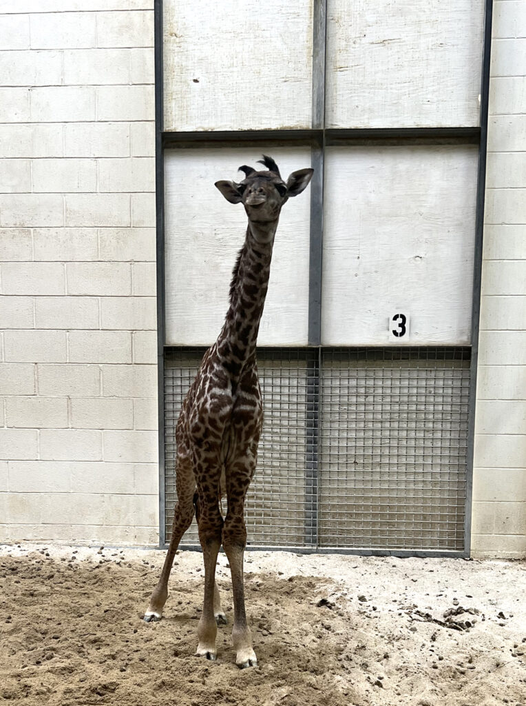 2021 Brings Another Giraffe Baby Virginia Zoo