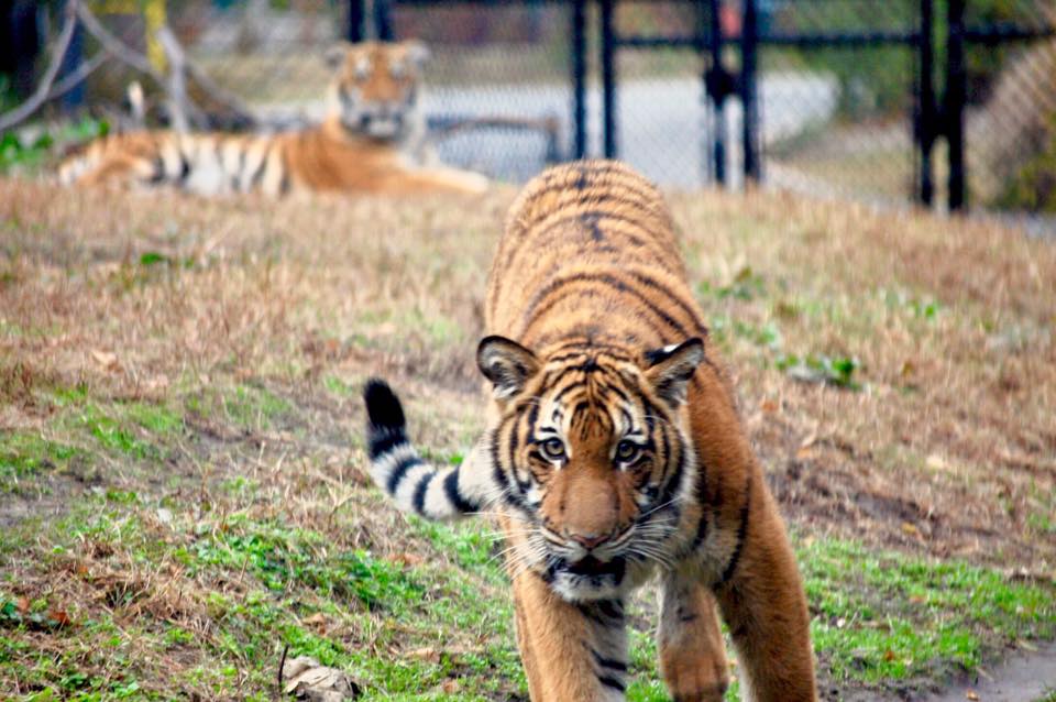 Tiger looks at camera while another tiger lays down