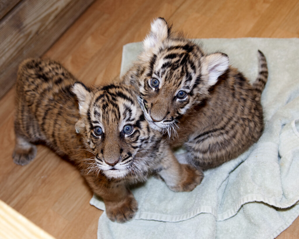 Tiger cubs on towel