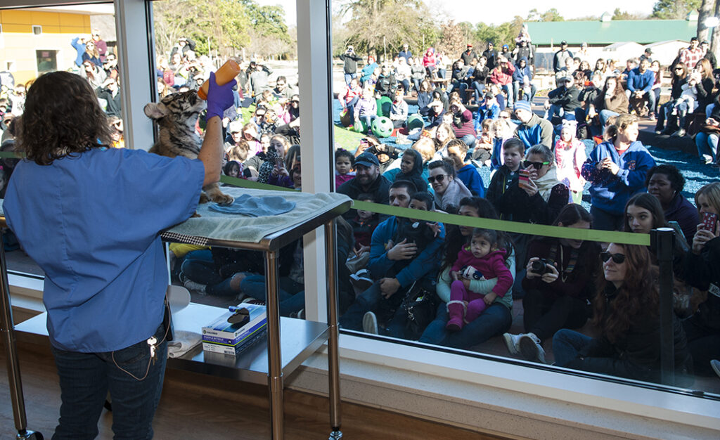 Vet feeds tiger while crowd views through window