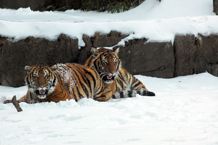 two young tigers in snow