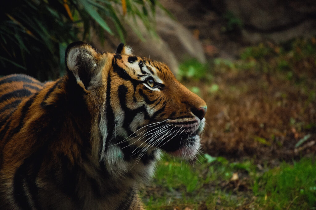 tiger laying down looking up