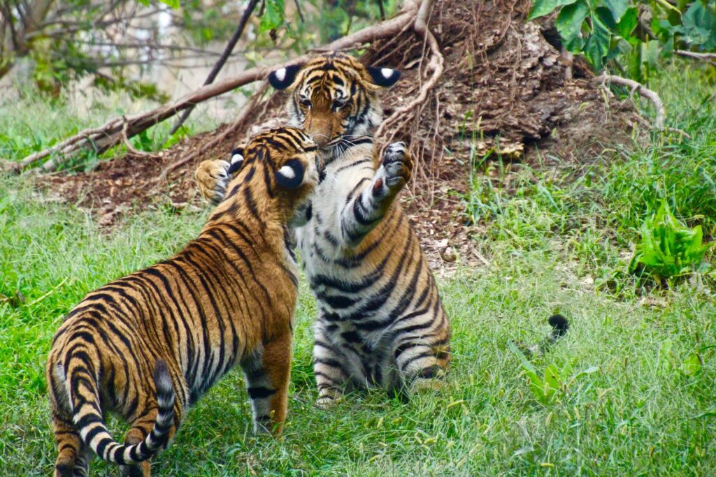 tiger playfully hits other tiger on nose with paw