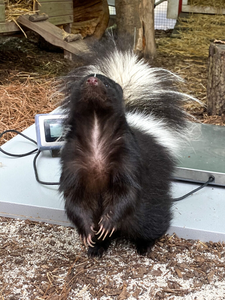 Striped Skunk - Virginia Zoo