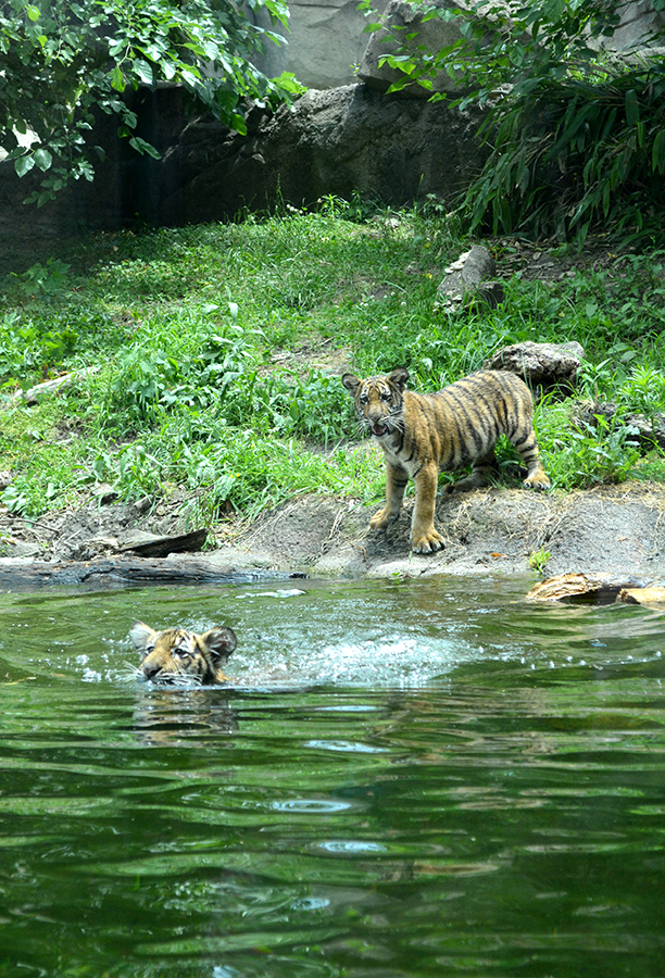 tiger stands at edge of water while other tiger swims