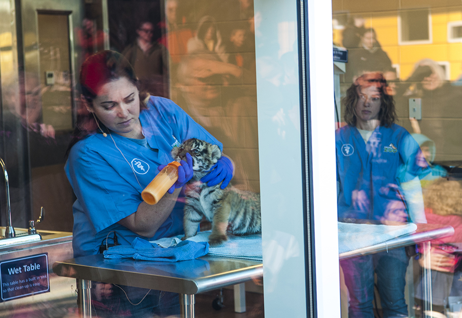 Vet bottle feeds tiger cub through window