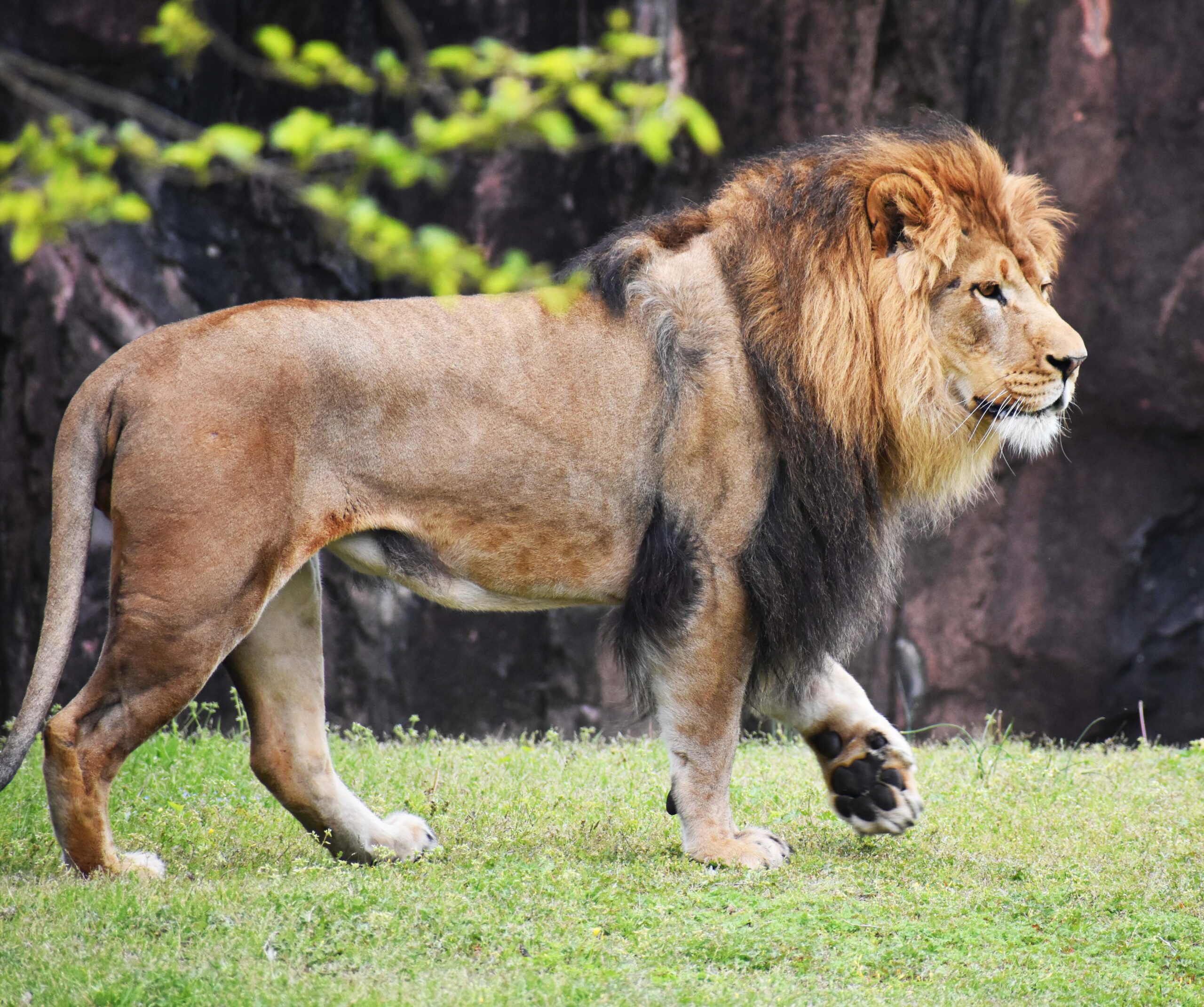 Zoo's New Male Lion Explores Habitat for the First Time - Virginia Zoo