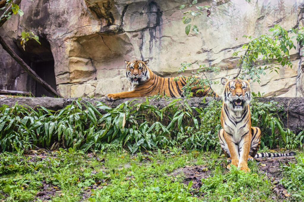 tigers standing next to water