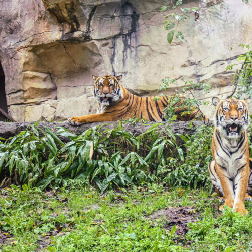 tigers standing next to water