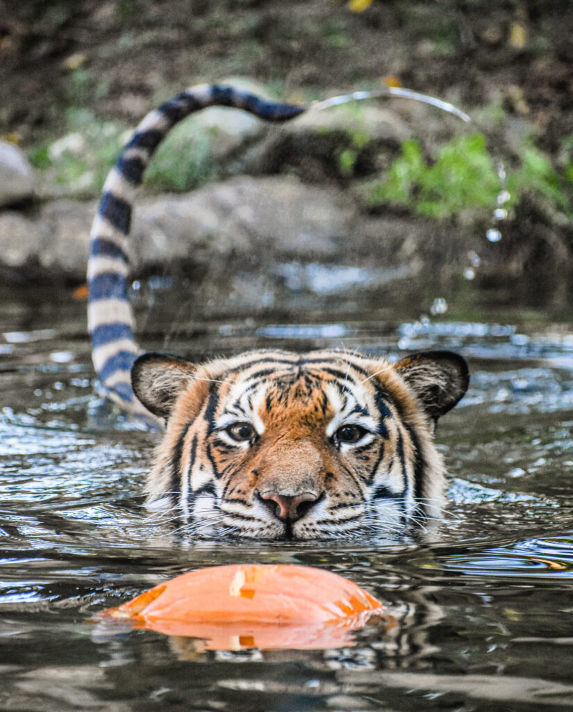 tiger swims towards pumpkin