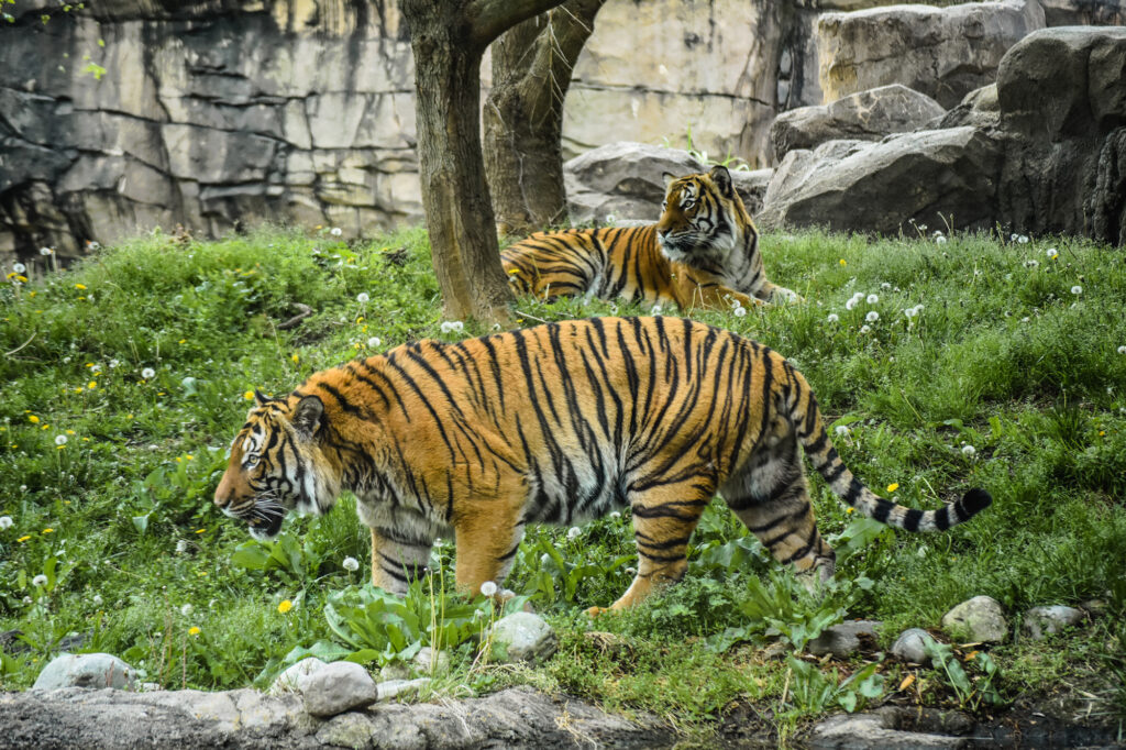 tigers in grass