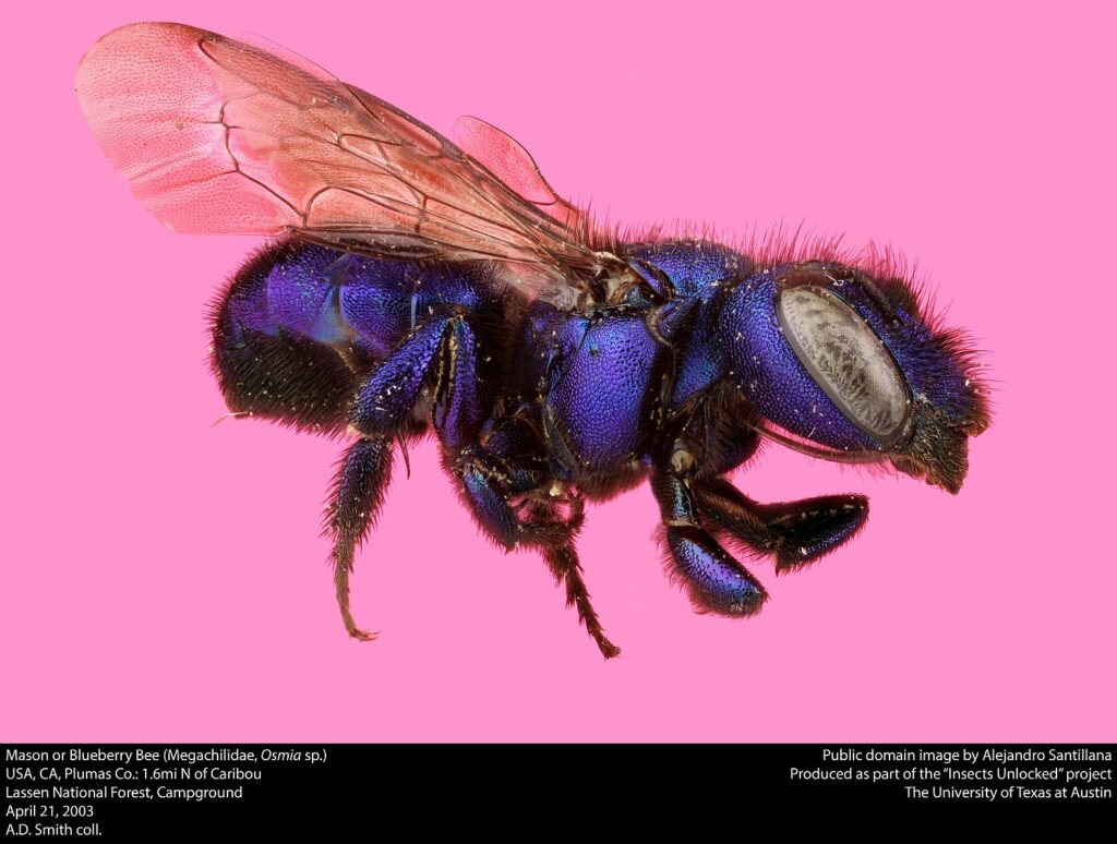 mason bee on pink background