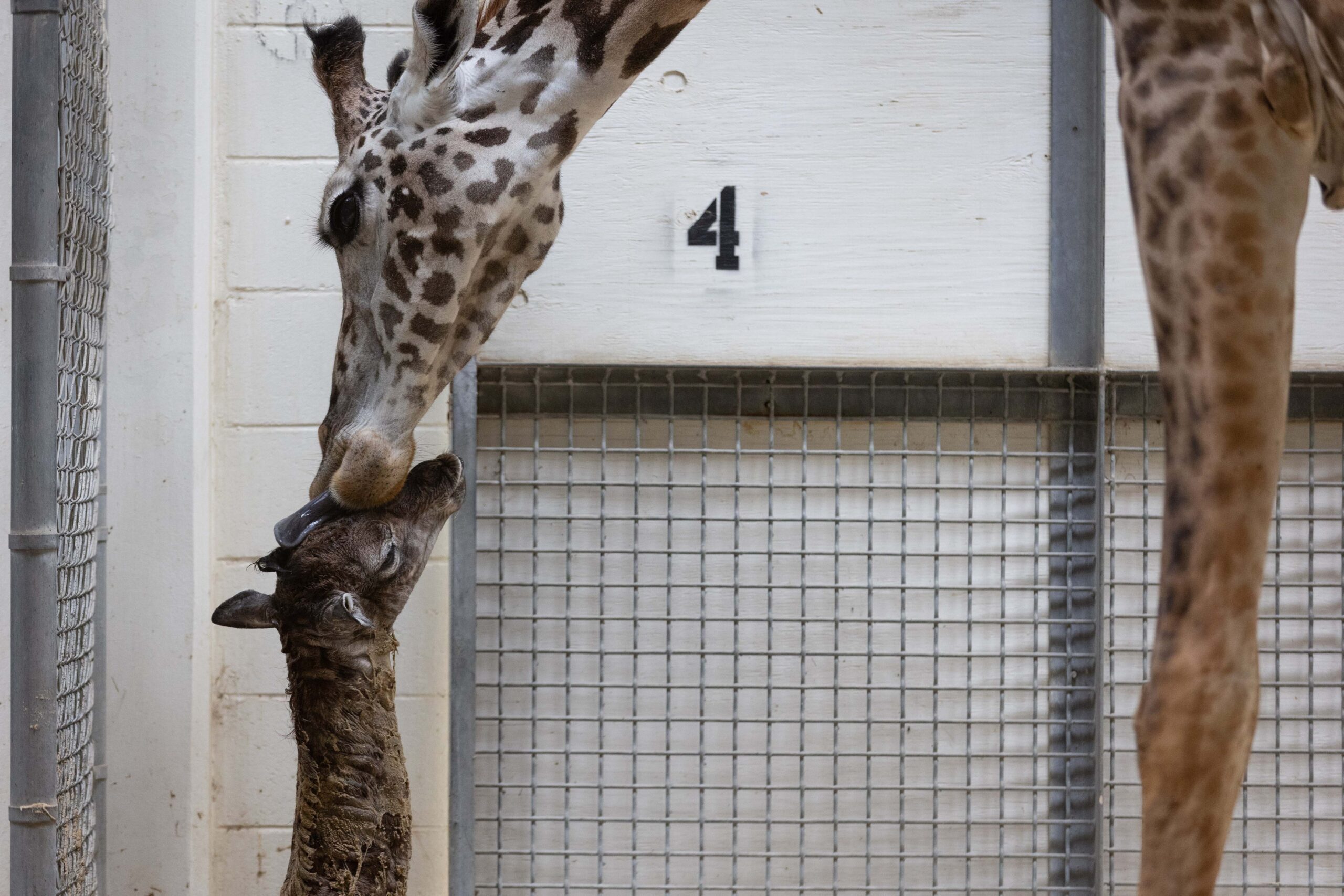 Late Giraffe Billy’s Last Descendant Born At Virginia Zoo - Virginia Zoo