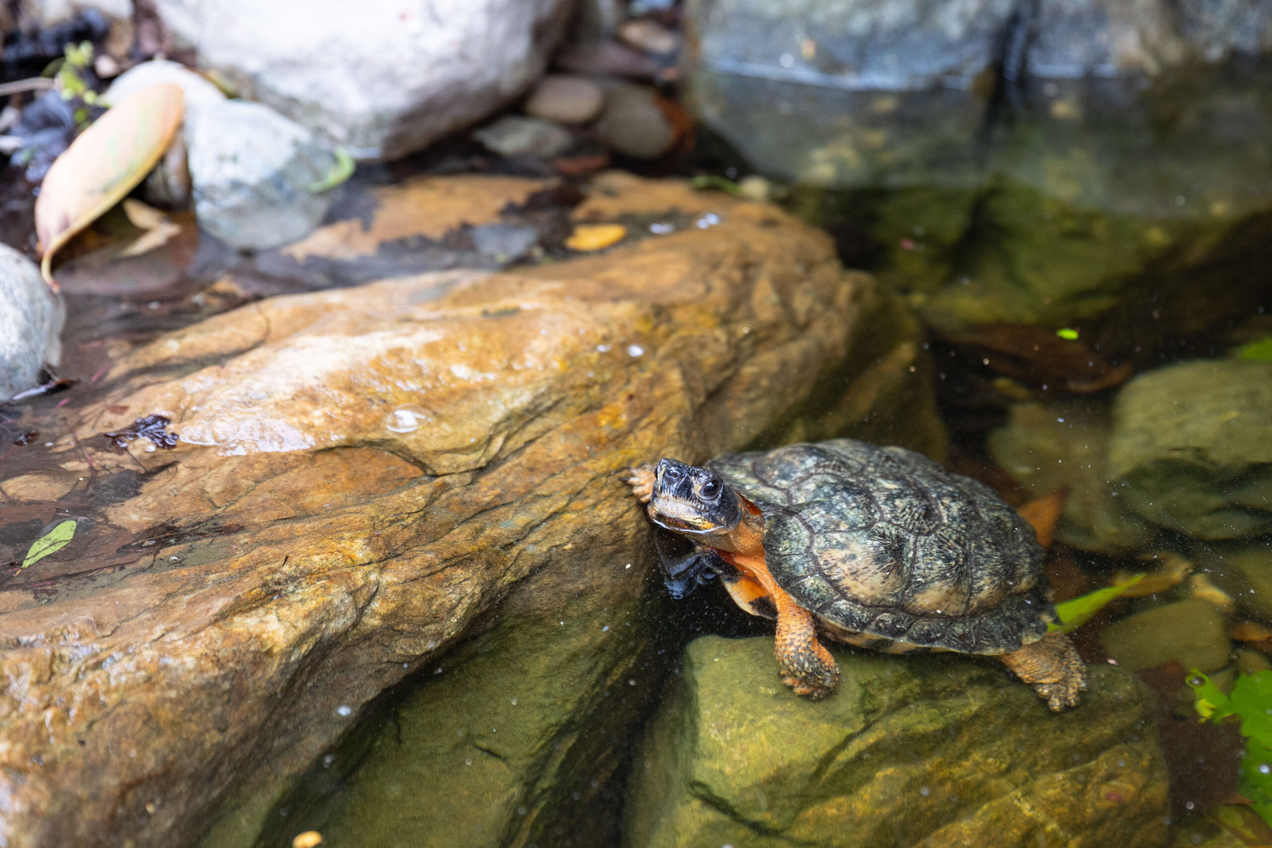 Turtle Oasis - Virginia Zoo