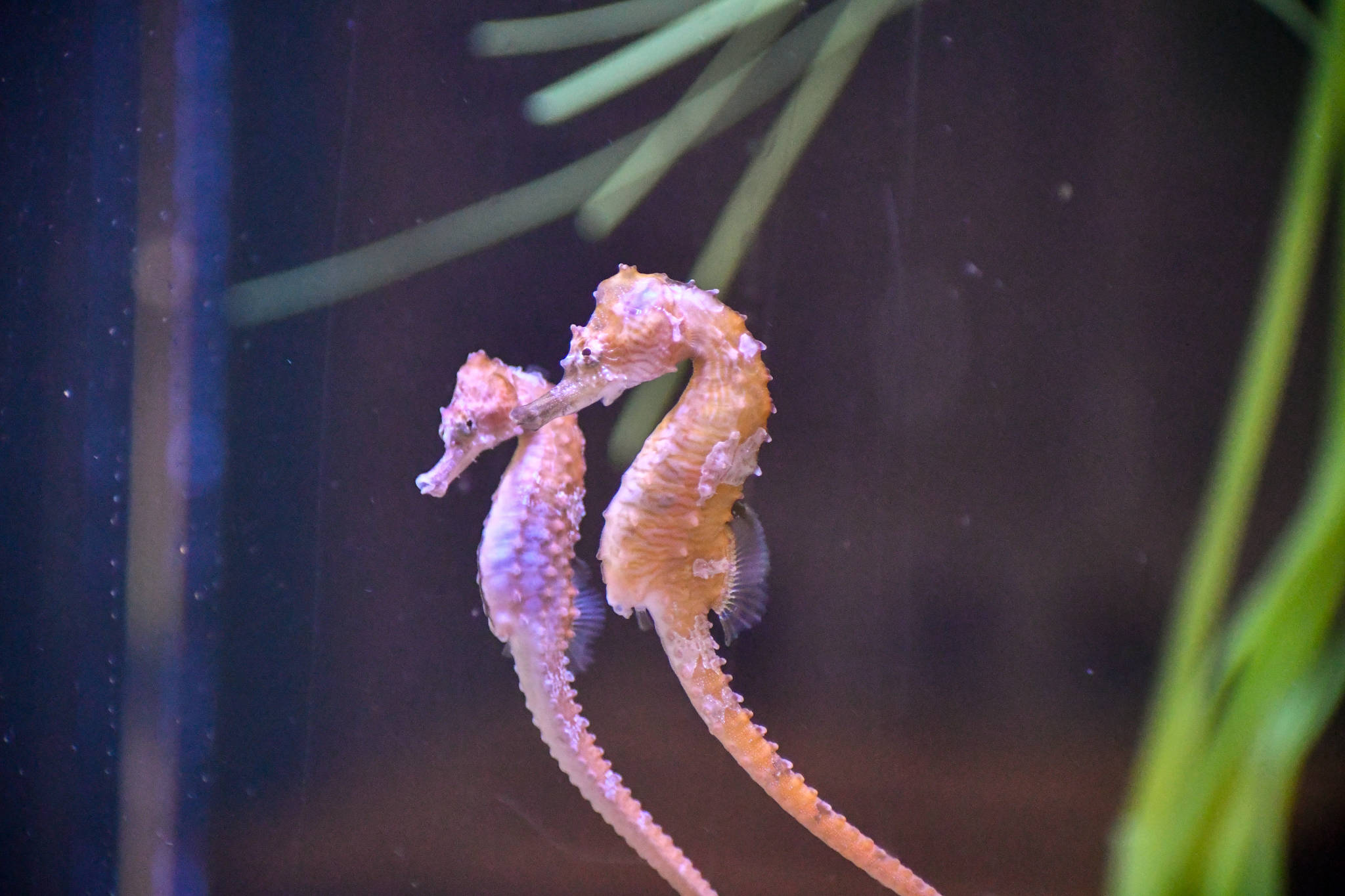 visit-the-virginia-zoo-animals-today