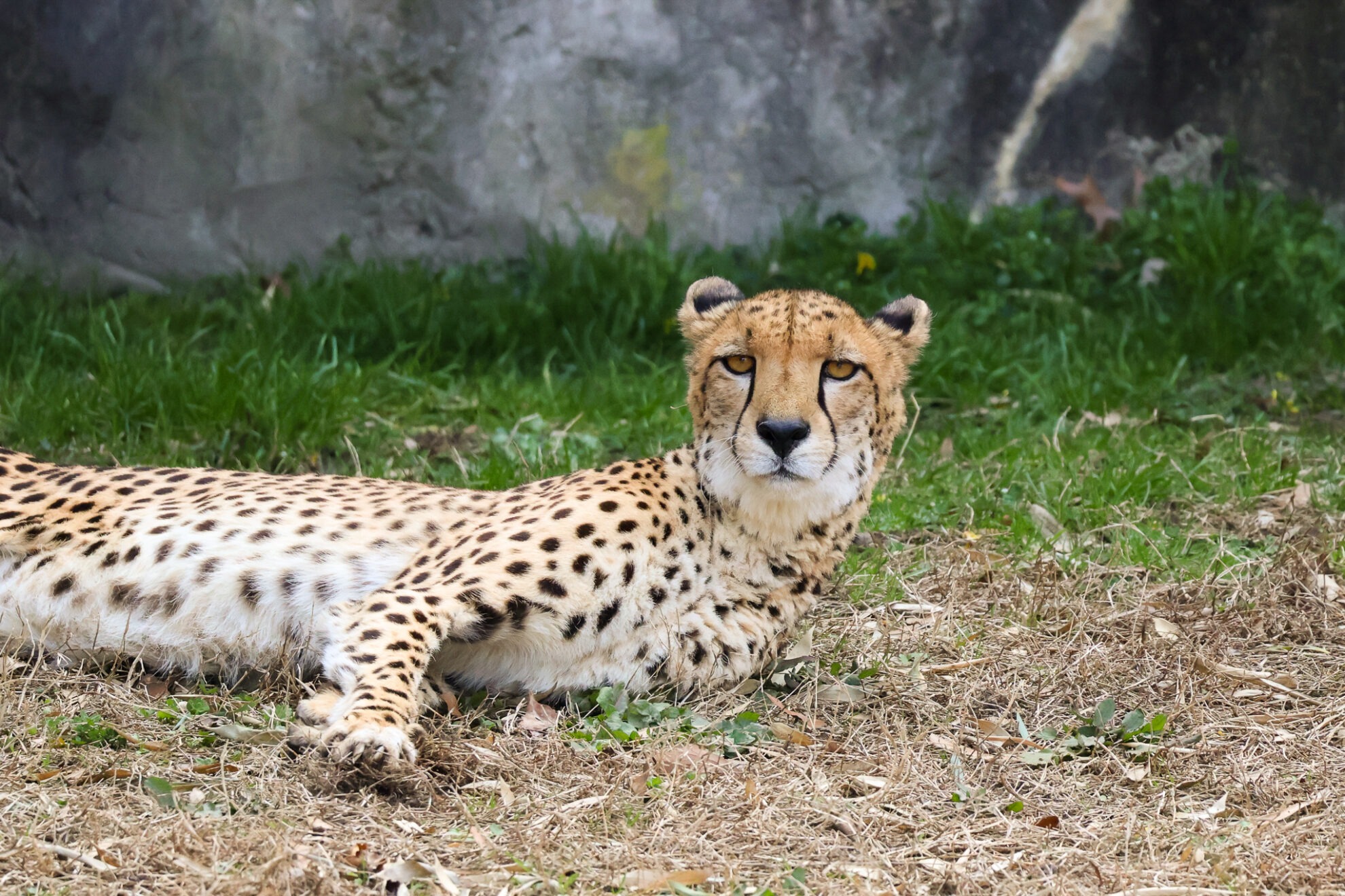 Visit the Virginia Zoo Animals Today!