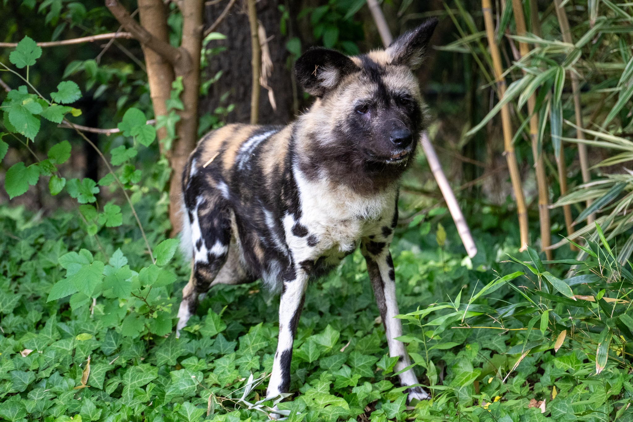 Visit the Virginia Zoo Animals Today!